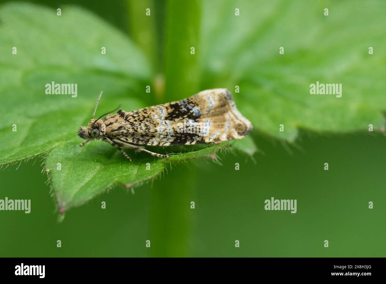 Primo piano naturale sul marmo comune o sulla tortrix di fragole scure al micro falena, Celypha lacunana Foto Stock