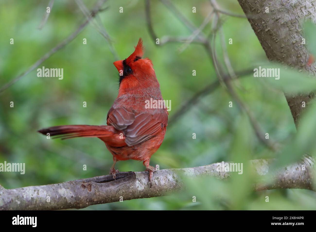 Vista posteriore di un cardinale settentrionale maschio Foto Stock
