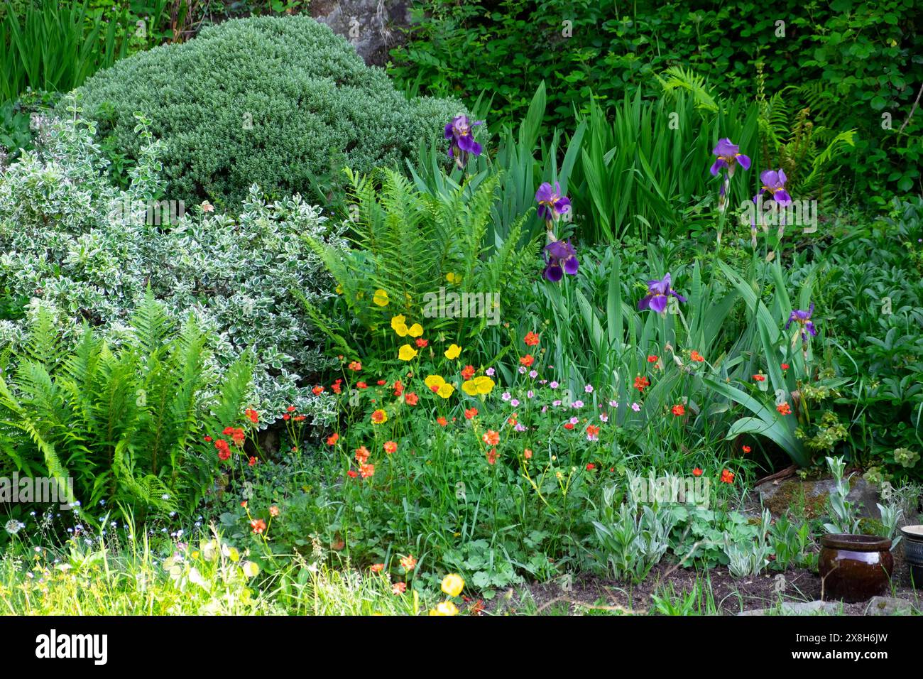Vista del giardino roccioso in primavera con grandi arbusti perenni Iris viola gemme rosse papaveri gialli gallesi e felci Galles occidentale Regno Unito KATHY DEWITT Foto Stock