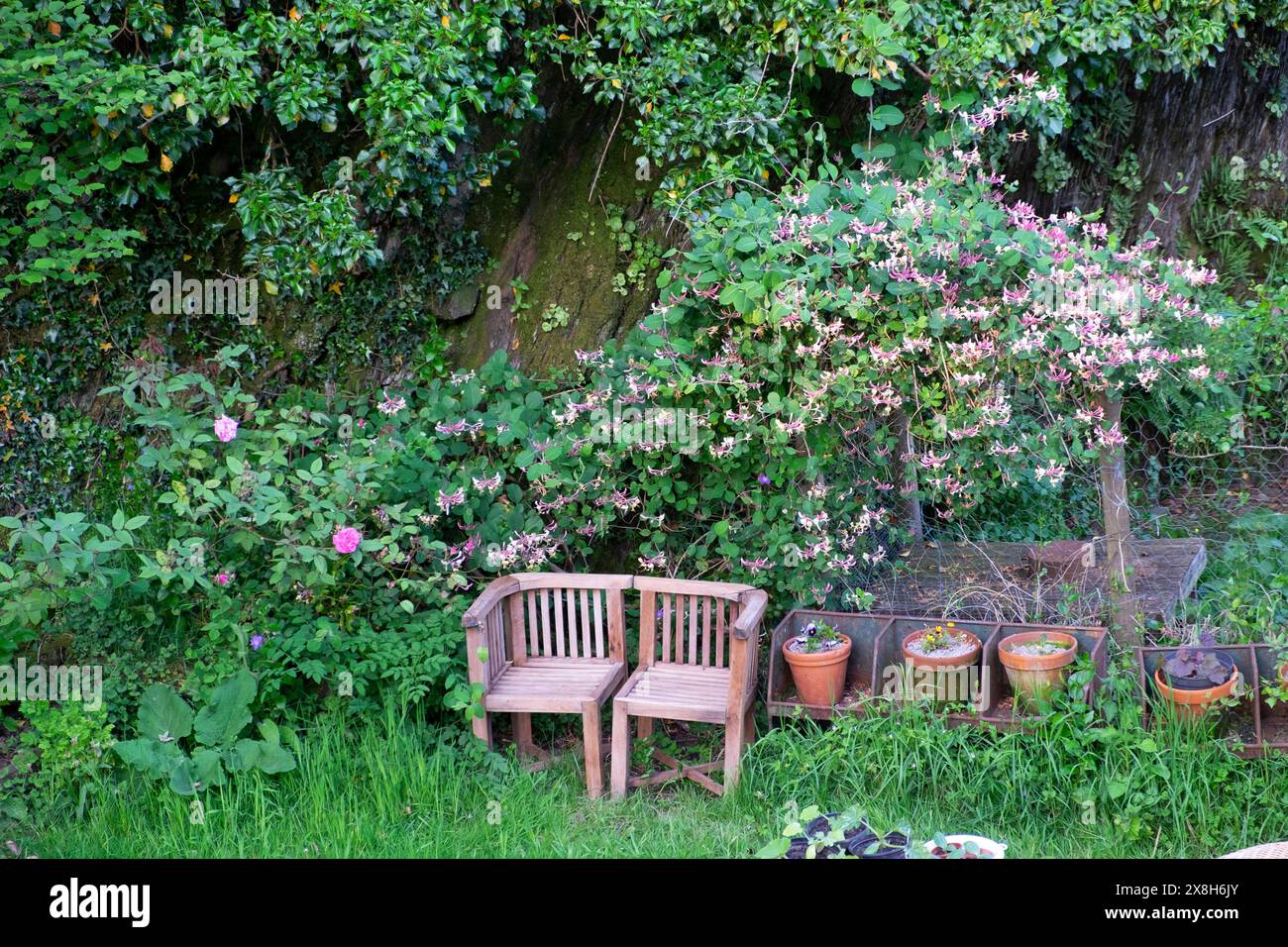 Hughes Bolckow legno di teak vintage anni '1920 '1930 sedie da giardino mobili utilizzati come panca con caprifoglio in fiore e vasi Galles Regno Unito KATHY DEWITT Foto Stock