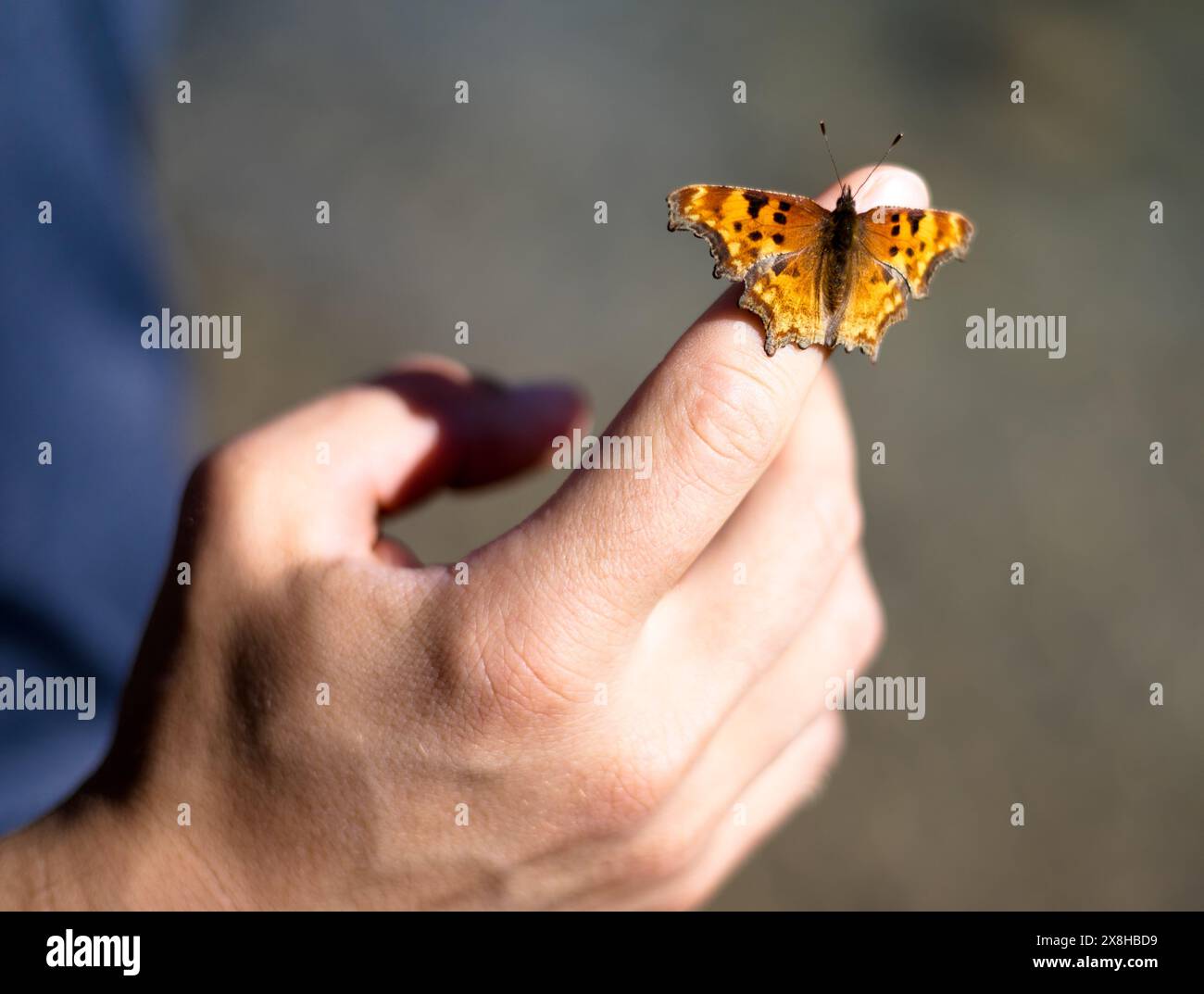 Una farfalla arancione con macchie nere sedute su una mano. Foto Stock