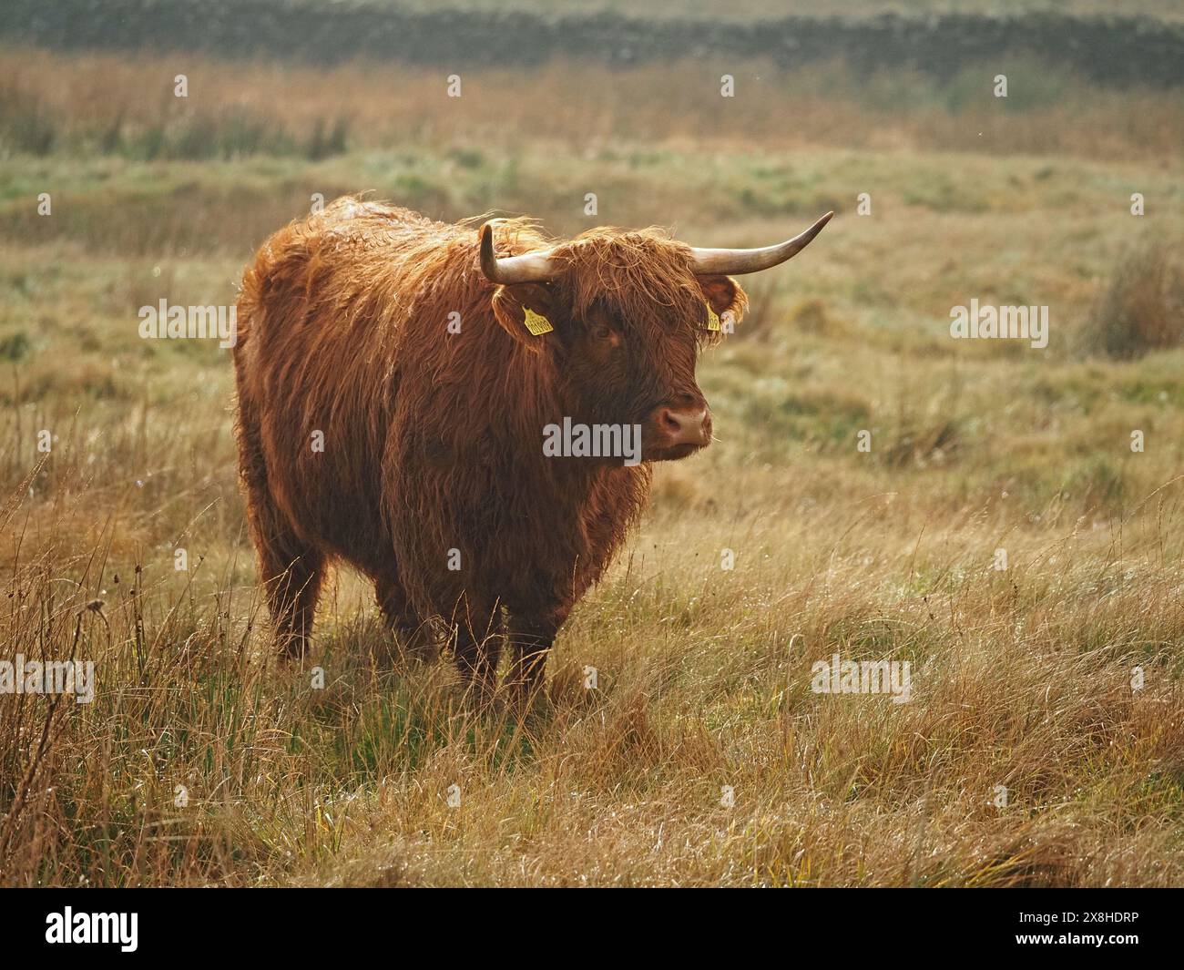 Ritratto del bestiame delle Highland con imponenti corna affilate e cappotto ruvido in pieno sole North Yorkshire, Inghilterra, Regno Unito Foto Stock