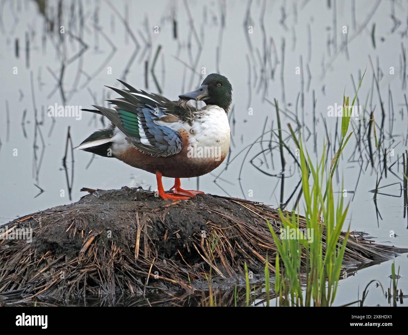 drake Shoveler maschio/anatra da sparo settentrionale (Anas clypeata) con caratteristiche piume preserva il becco grande a Leighton Moss NR Lancashire, Inghilterra, Regno Unito Foto Stock