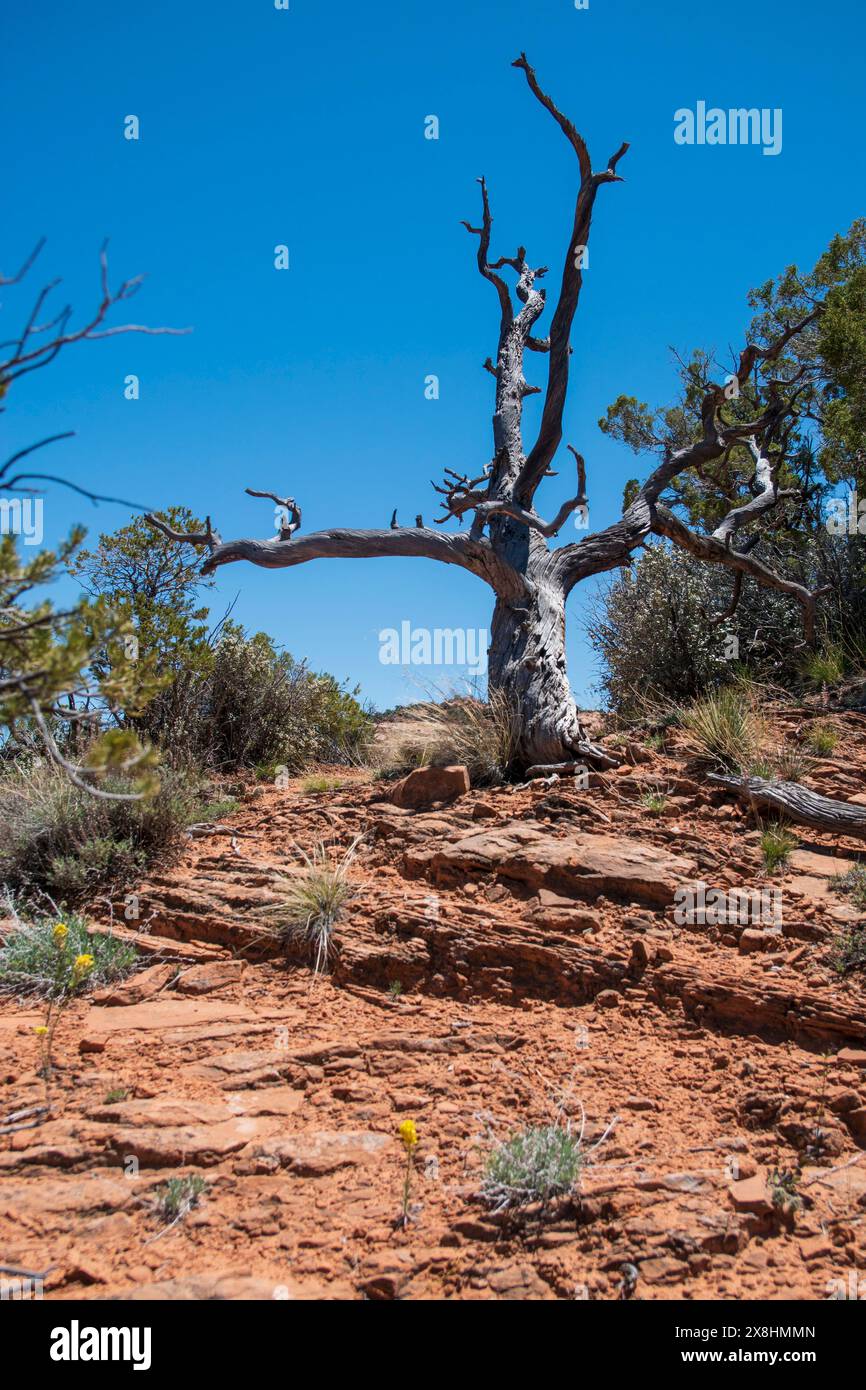 Il Navajo National Monument protegge le rovine di questa parte della Navajo Nation in Arizona, USA. Foto Stock