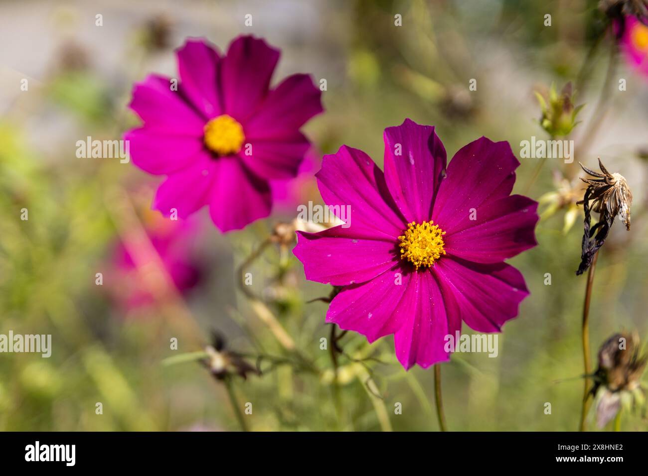 Fiori cosmo rosa vibrante - centri gialli luminosi - fioritura piena - steli e foglie verdi - sfondo sfocato - ciclo di vita delle piante. Preso a Toronto Foto Stock