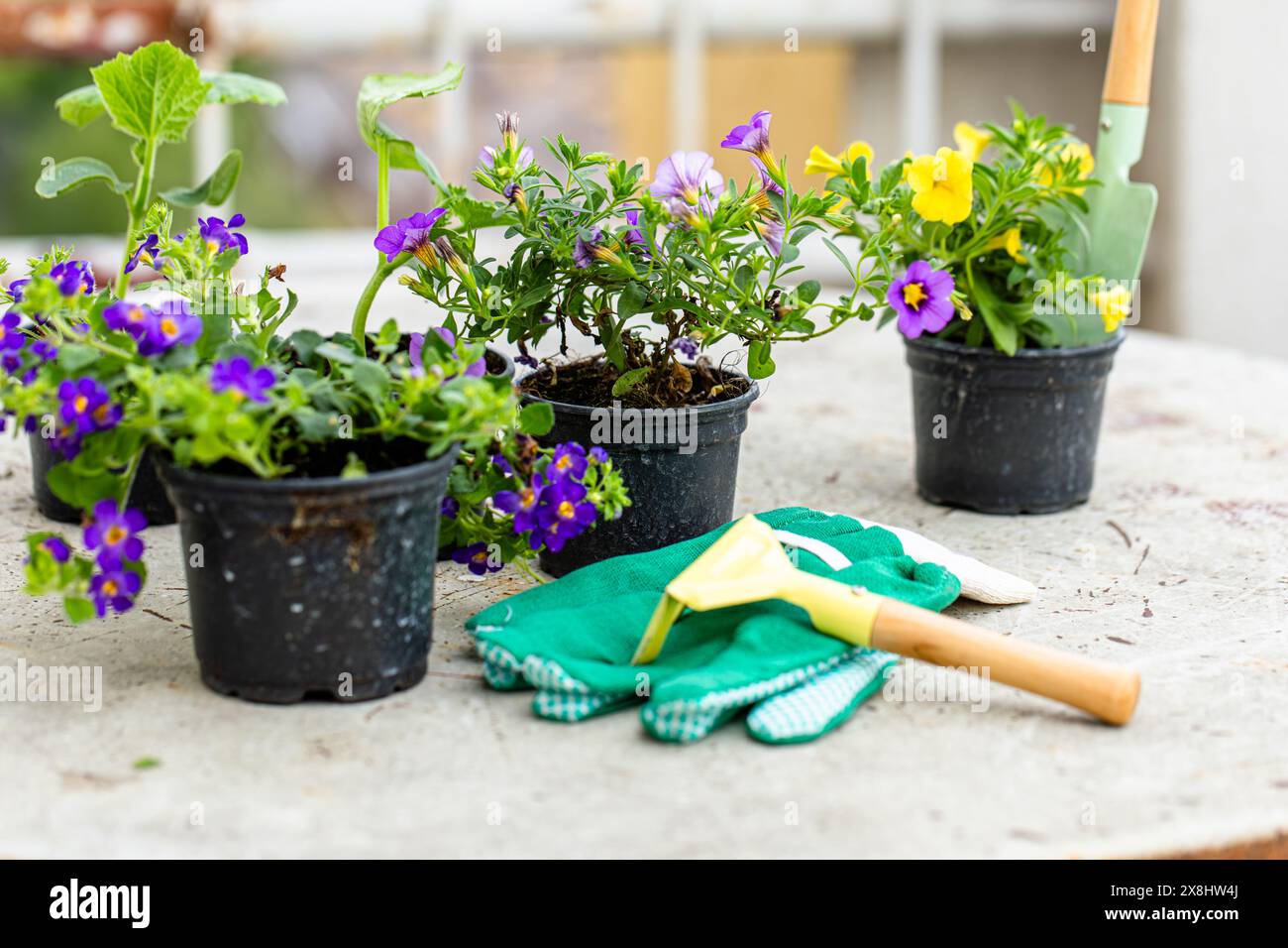 Un tavolo in legno con varie piante in vaso e guanti da giardinaggio. I guanti sono disposti in modo ordinato vicino al verde, suggerendo attività da giardinaggio Foto Stock