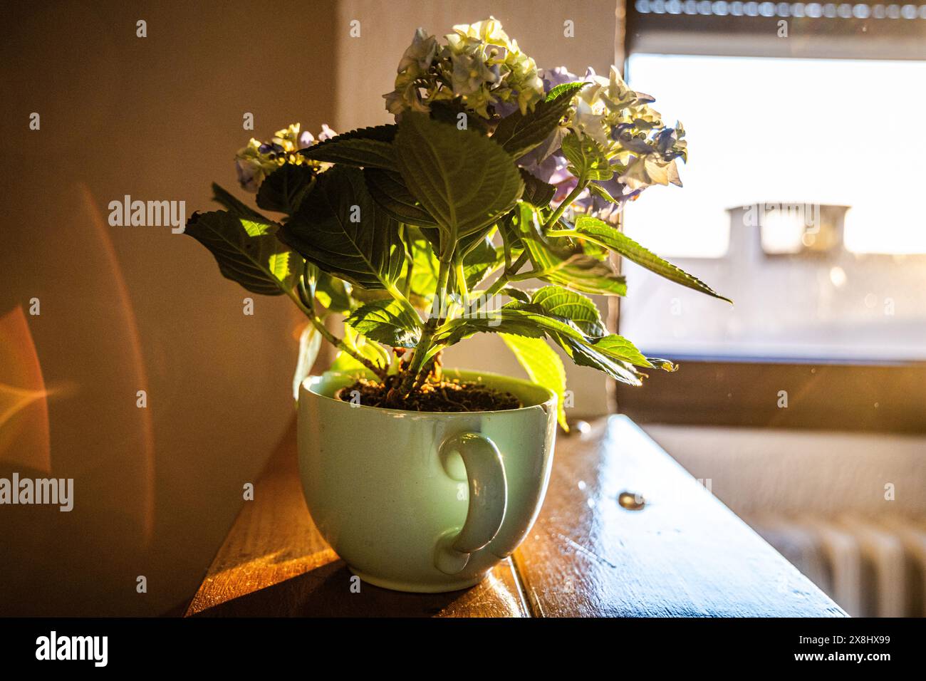 Una pianta in vaso verde posta sopra un robusto tavolo in legno, che crea un arredo interno semplice ma elegante. Le foglie delle piante sono vibranti e sane, ad Foto Stock