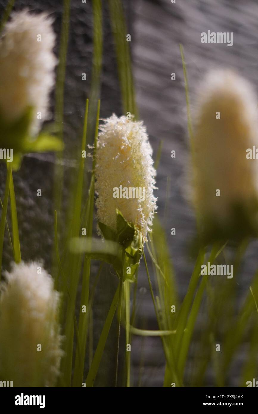 Una falsa pianta di erba bianca con alte foglie verdi Foto Stock