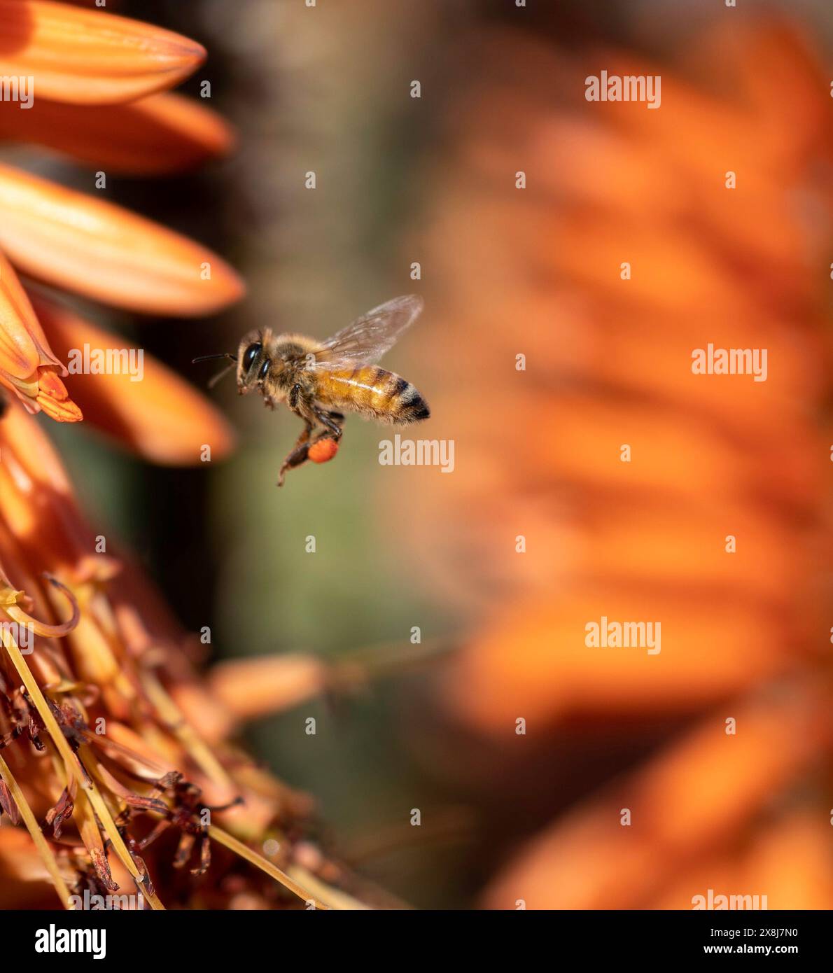 Primo piano di api che raccolgono polline da un fiore nel giardino Foto Stock