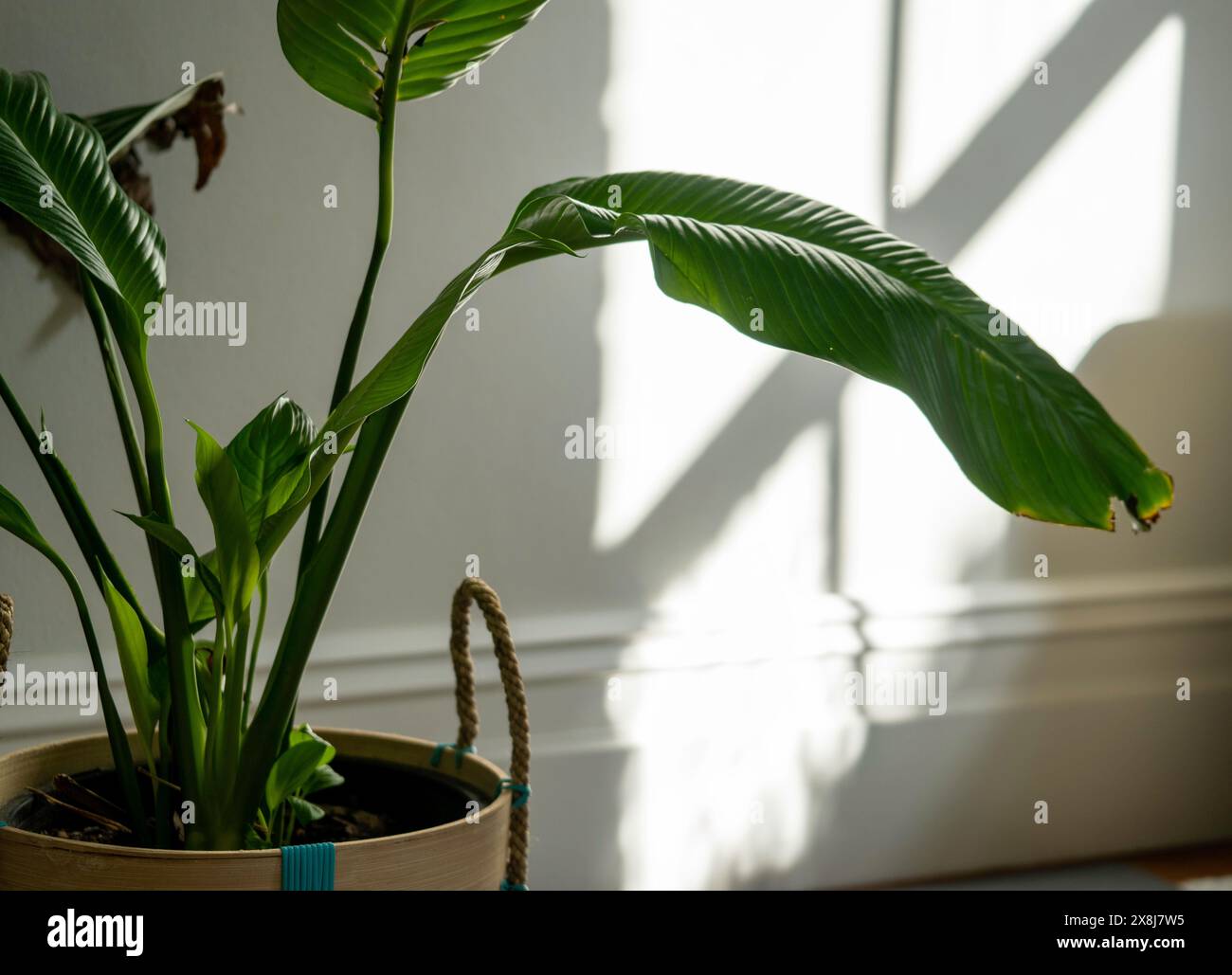 Pianta verde per interni di casa con luce naturale, interni Foto Stock