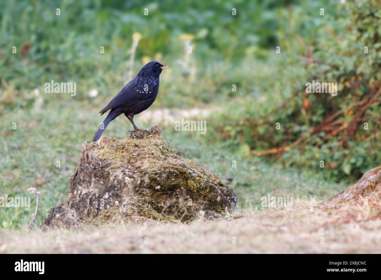 Un uccello nero comune arroccato su una roccia Foto Stock