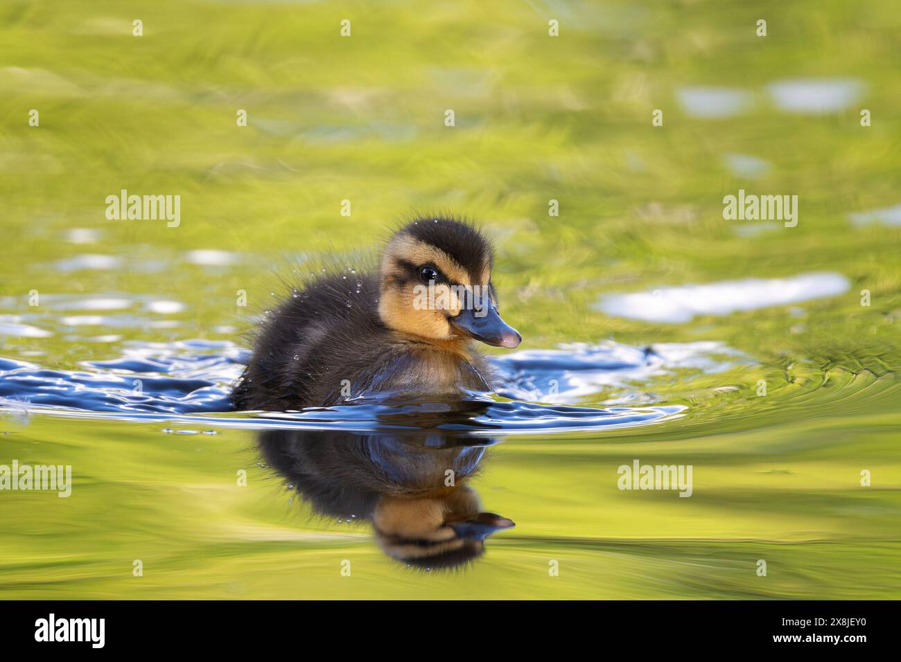 Piccola anatra che nuota sulla superficie del lago (Anas platyrhynchos) Foto Stock