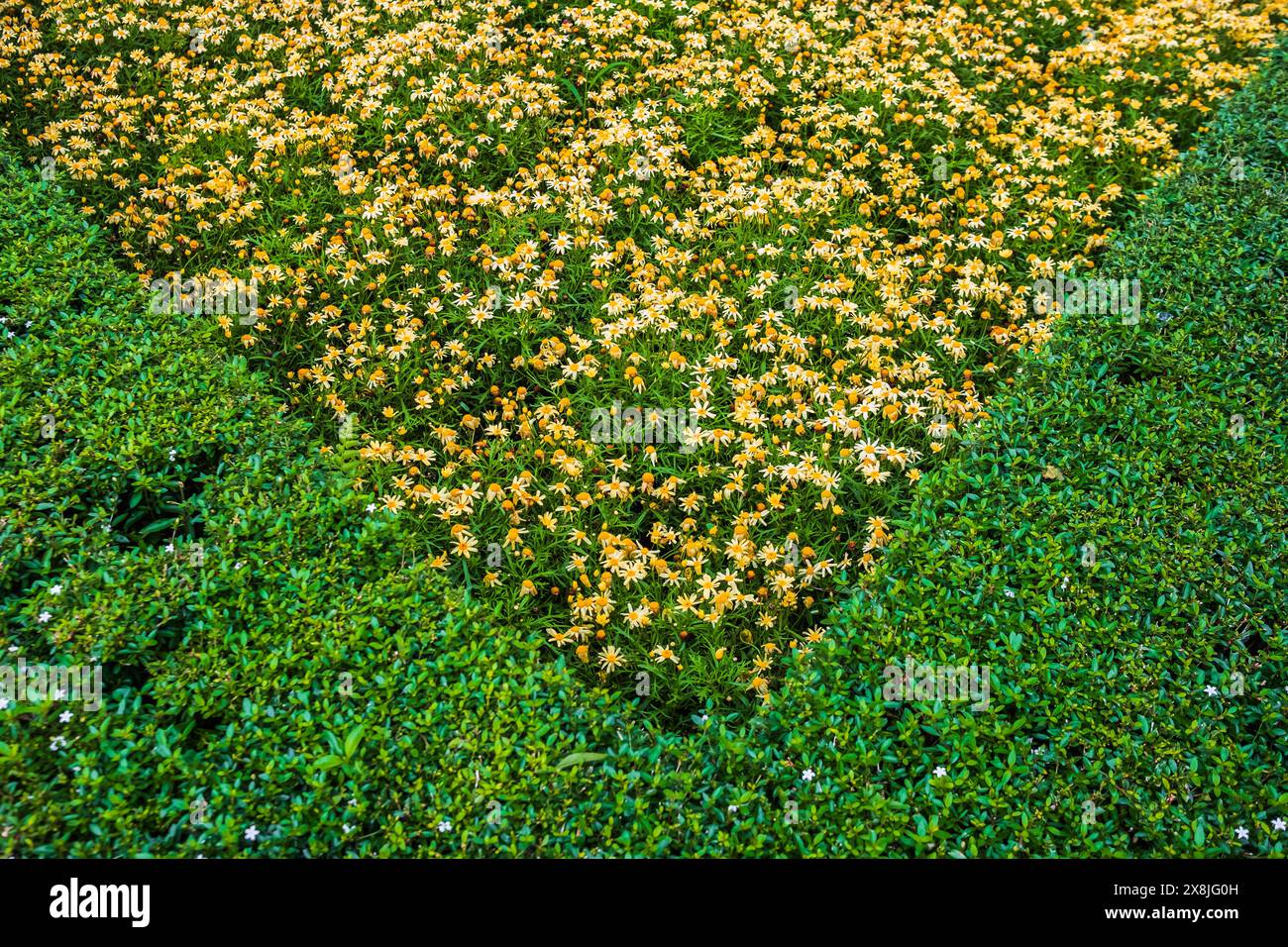 Design geometrico del paesaggio di Bush. potare e modellare le piante nel tuo giardino. Giardino fiorito. Potatura e rifilatura delle piante. Foto Stock