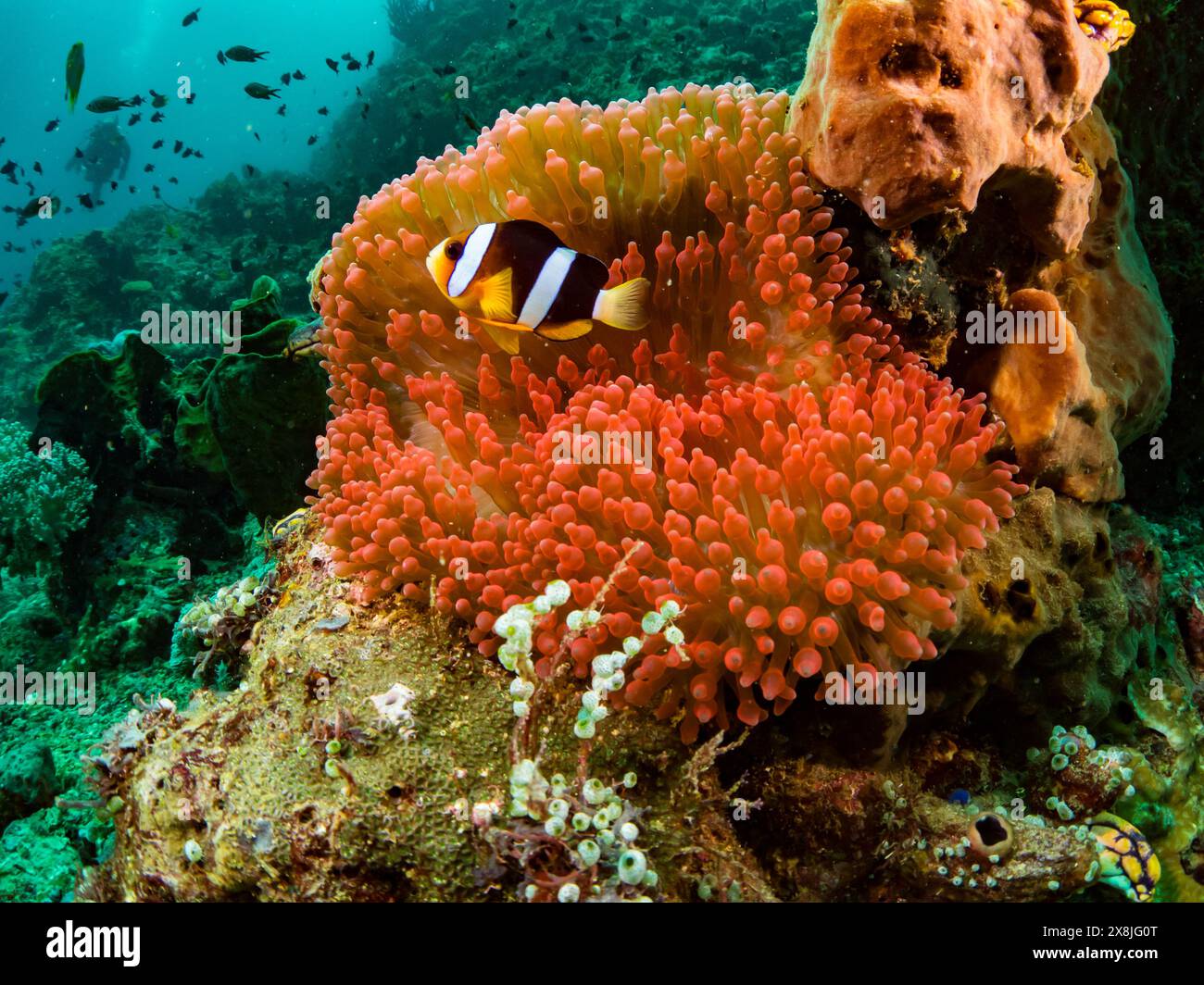 Un anemonefish di clark sulla barriera corallina a banda Neira, Indonesia Foto Stock