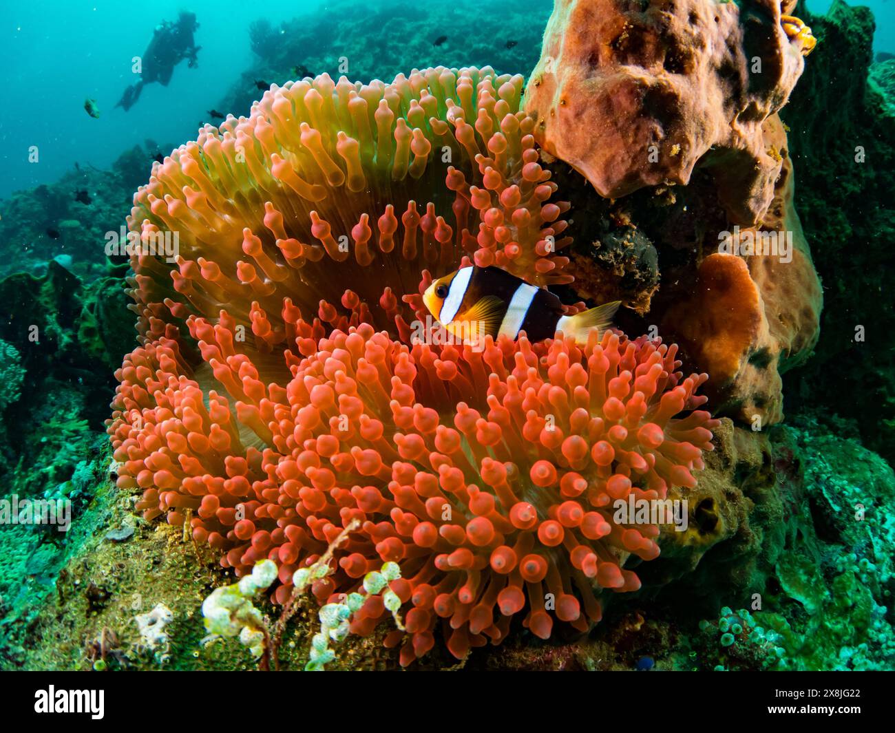 Un anemonefish di clark sulla barriera corallina a banda Neira, Indonesia Foto Stock