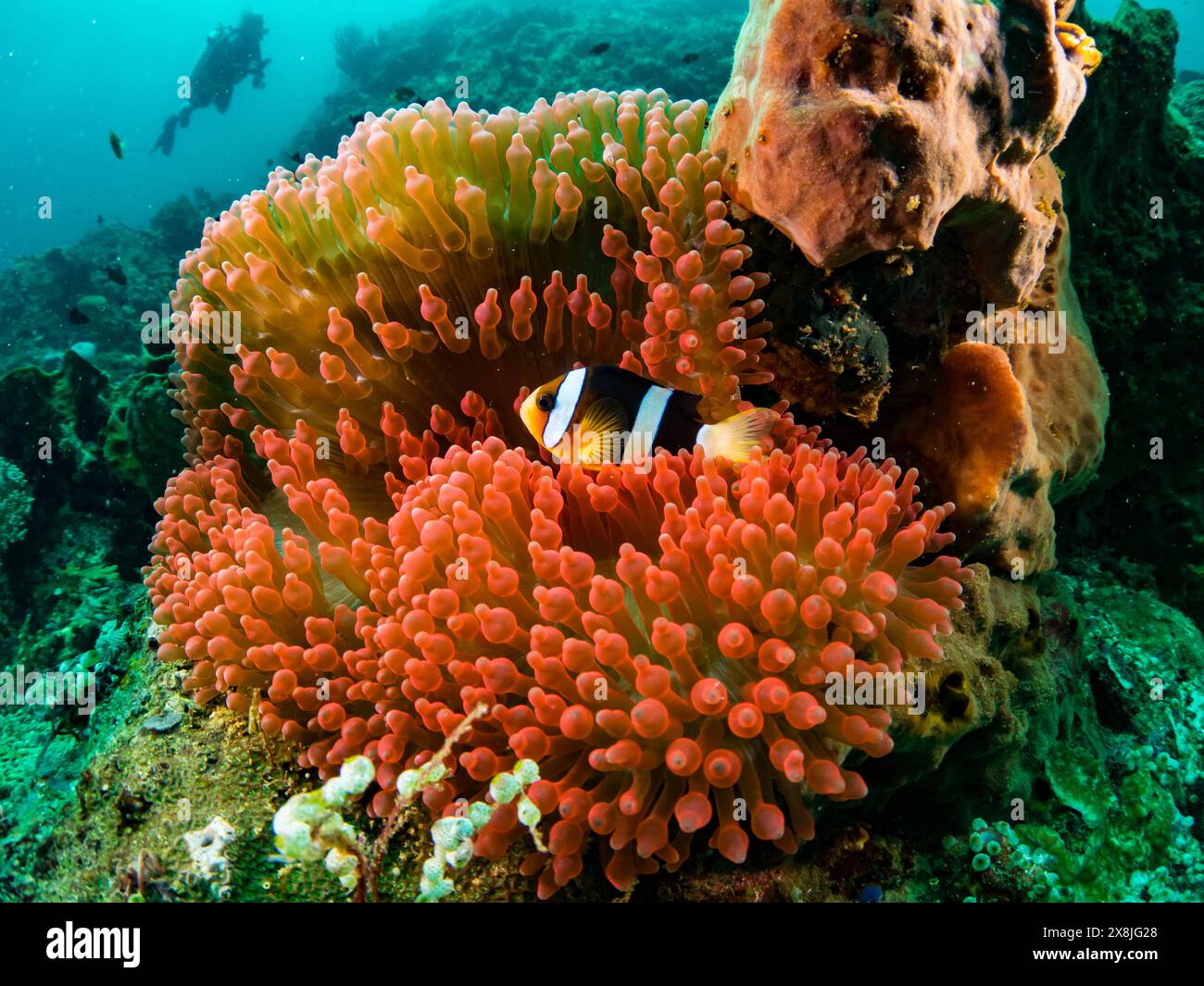 Un anemonefish di clark sulla barriera corallina a banda Neira, Indonesia Foto Stock