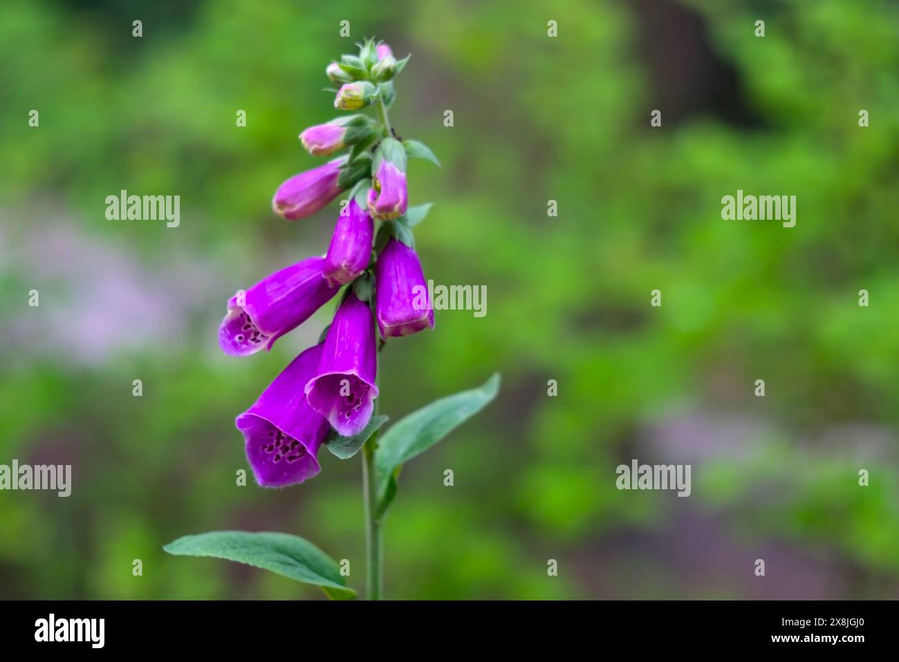 Primo piano di foxglove viola (digitalis purpurea) in fiore con vivaci fiori a forma di campana e boccioli su uno sfondo verde morbido, che mostra Foto Stock