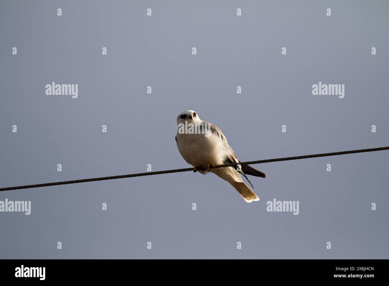 White-tailed kite Elanus leucurus appollaiato sul filo del telegrafo, Anahuac National Wildlife Refuge, Texas, USA, dicembre 2017 Foto Stock