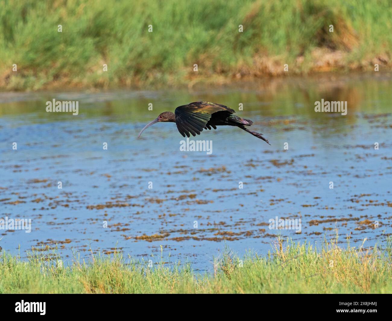 Ibis Plegadis chihi di fronte bianco in volo su una laguna di paludi salate, Quivira National Wildlife Refuge, Stafford, Kansas, USA, settembre 2023 Foto Stock