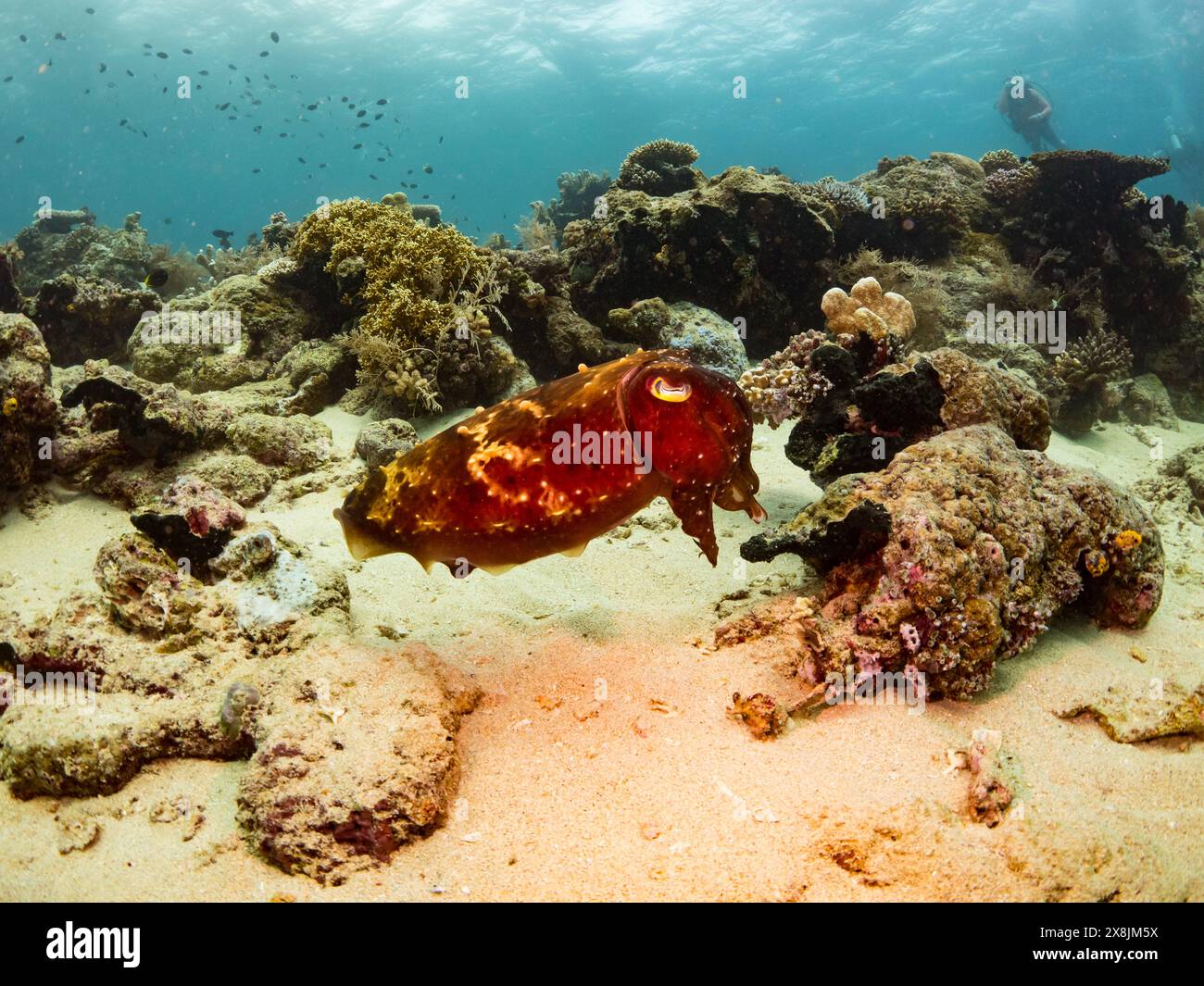 Seppia latimanus, nei coralli poco profondi di banda Neira, Indonesia Foto Stock
