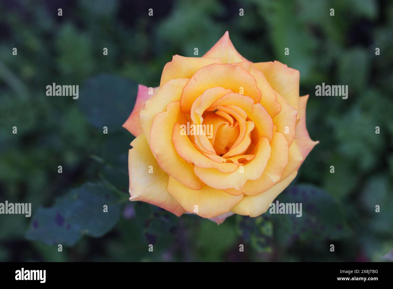 Rosa ibrida di tè giallo in fiore Foto Stock