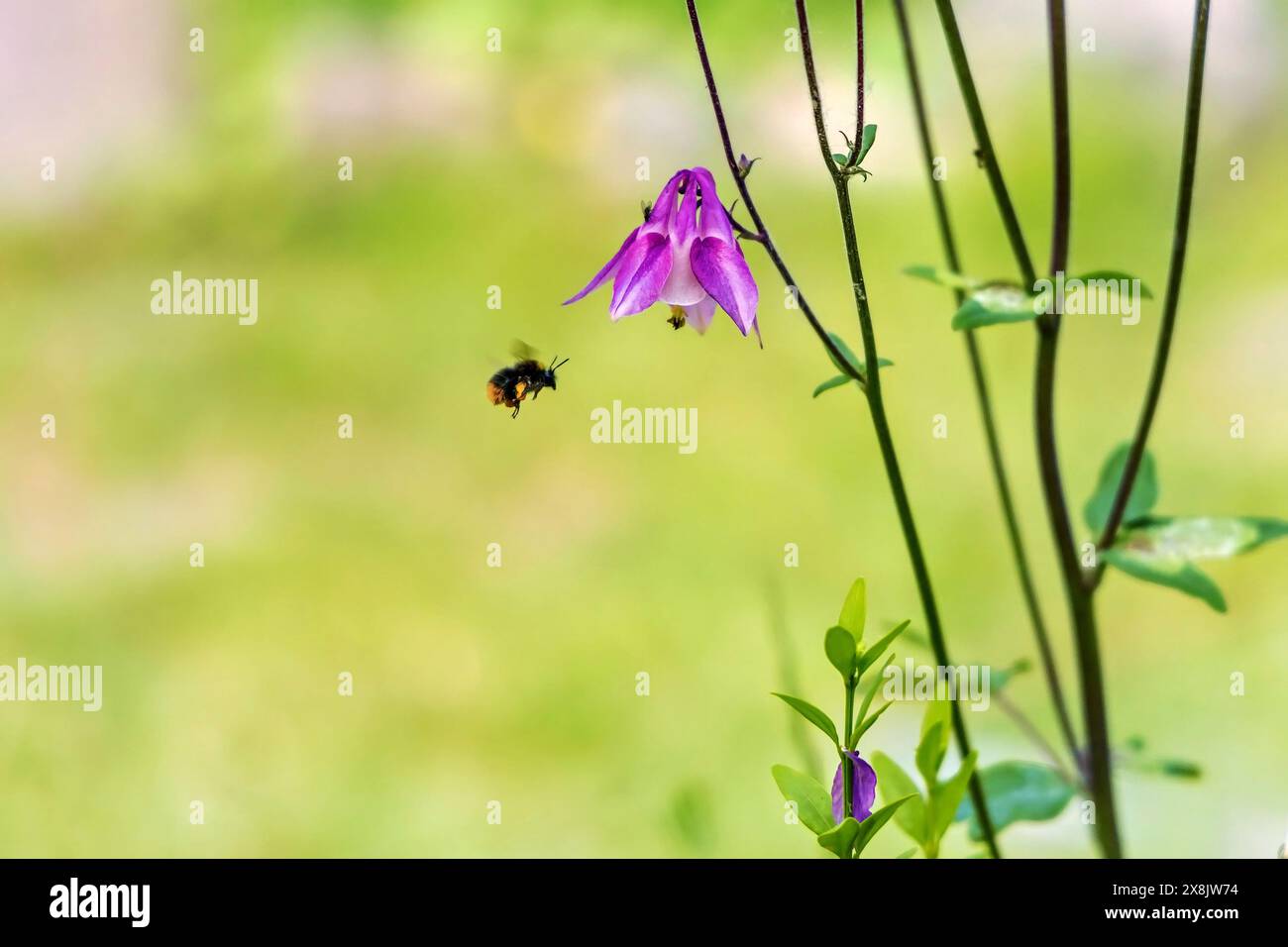L'ape vola verso il fiore Foto Stock