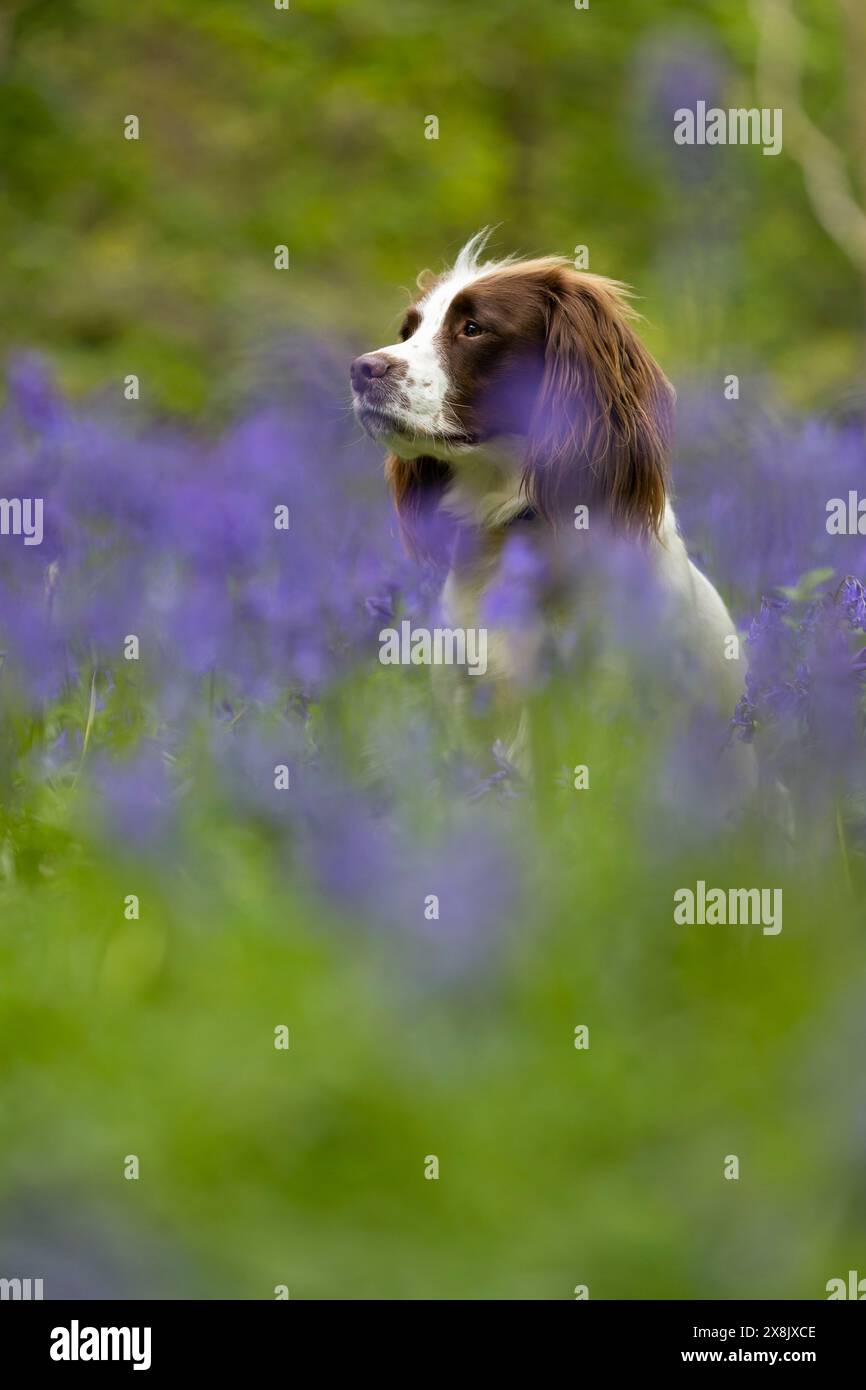 Spaniel inglese in bluebells selvaggi Foto Stock