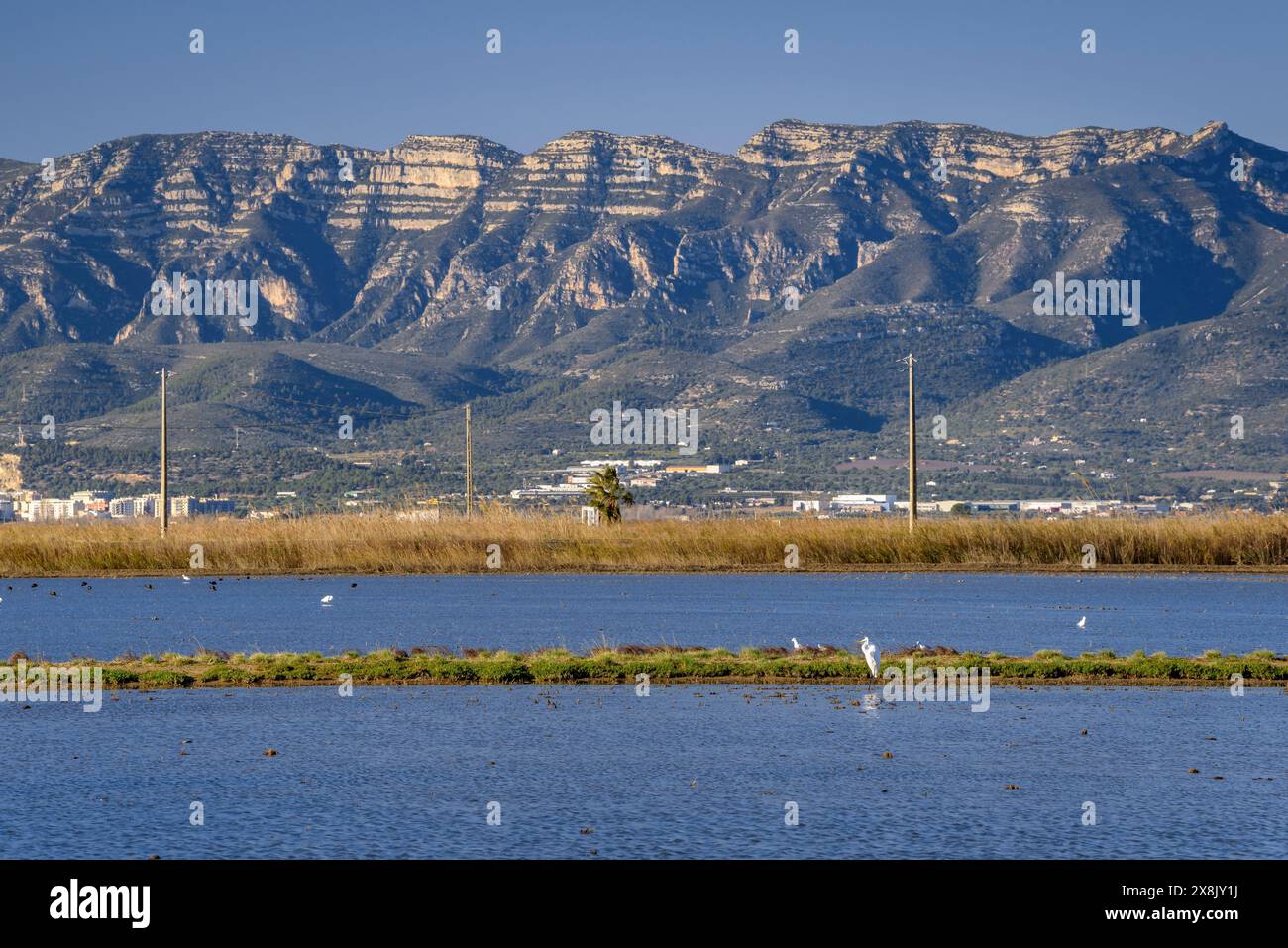 Risaie inondate vicino al villaggio di Poblenou del Delta, nel delta dell'Ebro (Montsià, Tarragona, Catalogna, Spagna) Foto Stock