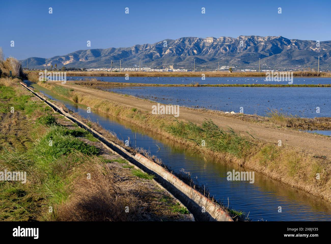 Risaie inondate vicino al villaggio di Poblenou del Delta, nel delta dell'Ebro (Montsià, Tarragona, Catalogna, Spagna) Foto Stock