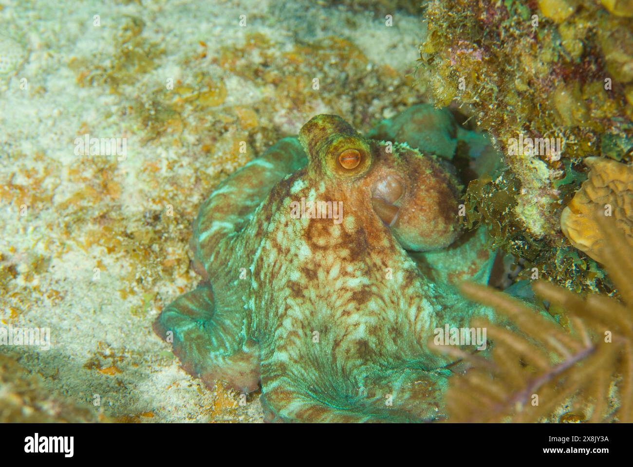 Un polpo cefalopode della barriera corallina caraibica sparato di notte. Questa affascinante creatura è alla ricerca di cibo sotto la copertura dell'oscurità Foto Stock