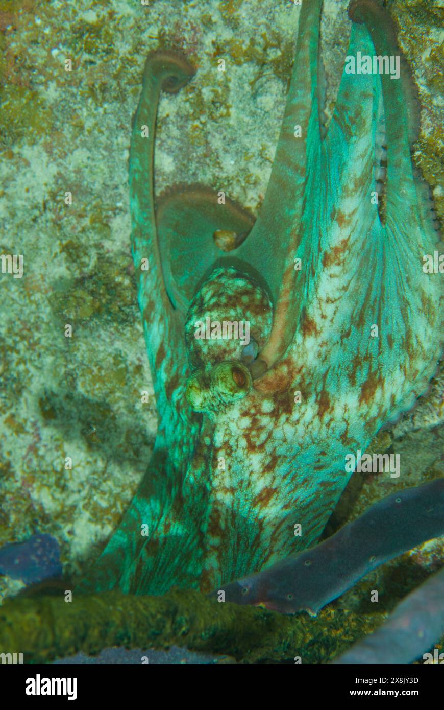 Un polpo cefalopode della barriera corallina caraibica sparato di notte. Questa affascinante creatura è alla ricerca di cibo sotto la copertura dell'oscurità Foto Stock