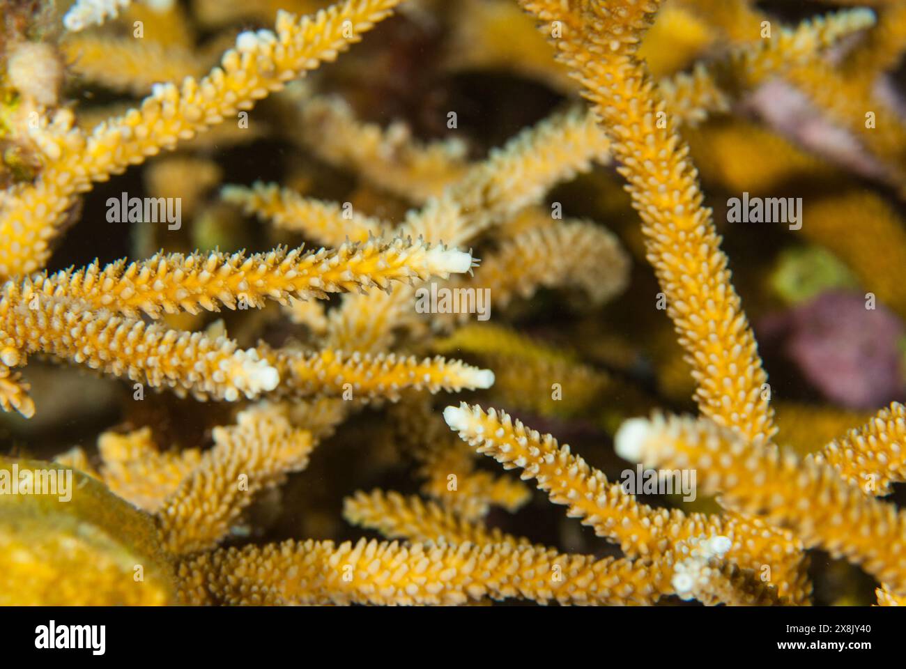 Un primo piano selettivo di corallo stagno. Le punte sono bianche sbiancate a causa del calore in eccesso e di problemi ambientali come il cambiamento climatico Foto Stock