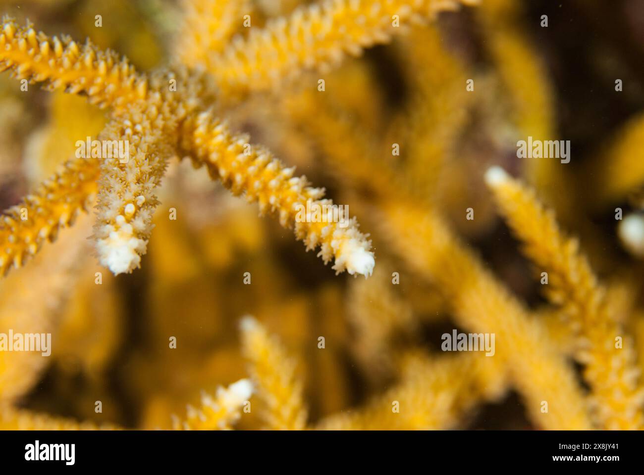 Un primo piano selettivo di corallo stagno. Le punte sono bianche sbiancate a causa del calore in eccesso e di problemi ambientali come il cambiamento climatico Foto Stock