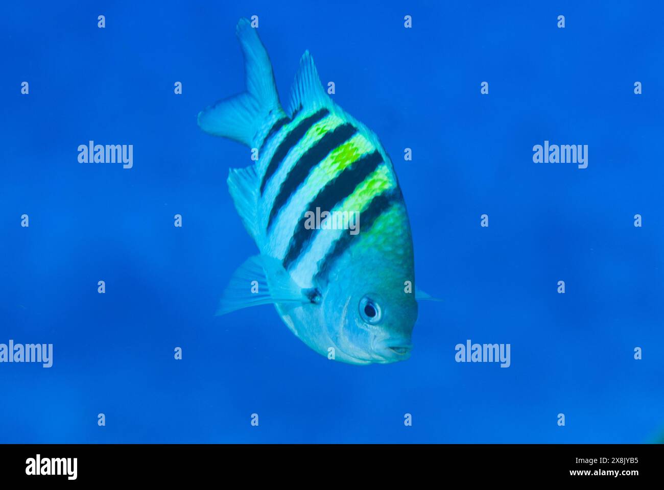 Un sergente maggiore pintano damigella che guarda direttamente alla telecamera. Questo grazioso piccolino e' stato colpito su una barriera corallina tropicale selvaggia nelle Isole Cayman Foto Stock