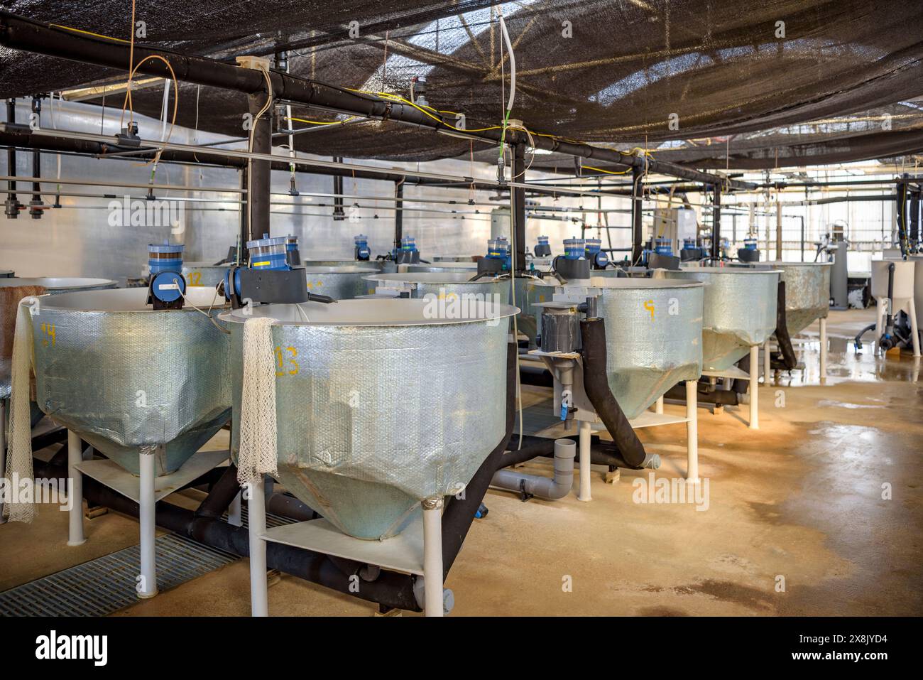 Piscine presso il centro IRTA di la Ràpita, dove alcune specie di pesci vengono allevate per lo studio e la reintroduzione nel Delta dell'Ebro. Tarragona, Catalogna, Spagna Foto Stock