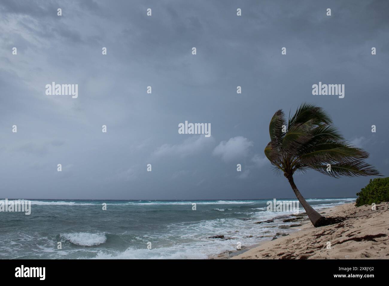 Le palme soffiano in caso di vento, maltempo, uragano in una posizione fronte spiaggia tropicale caraibica. Turbolento schema di inclement nelle Isole Cayman Foto Stock