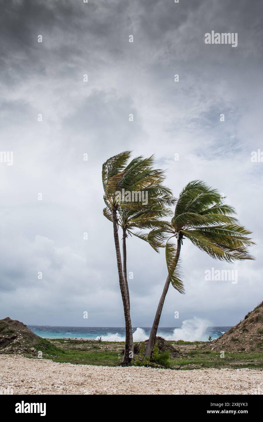 Le palme soffiano in caso di vento, maltempo, uragano in una posizione fronte spiaggia tropicale caraibica. Turbolento schema di inclement nelle Isole Cayman Foto Stock
