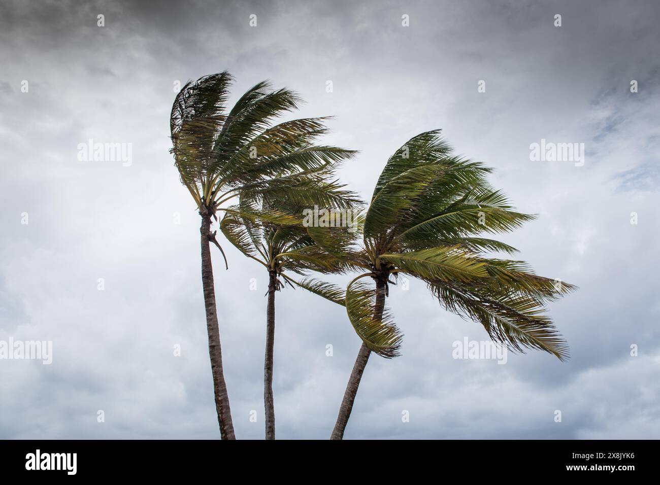 Le palme soffiano in caso di vento, maltempo, uragano in una posizione fronte spiaggia tropicale caraibica. Turbolento schema di inclement nelle Isole Cayman Foto Stock