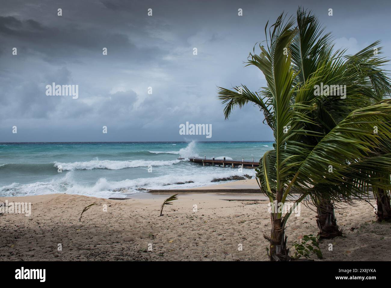 Le palme soffiano in caso di vento, maltempo, uragano in una posizione fronte spiaggia tropicale caraibica. Turbolento schema di inclement nelle Isole Cayman Foto Stock