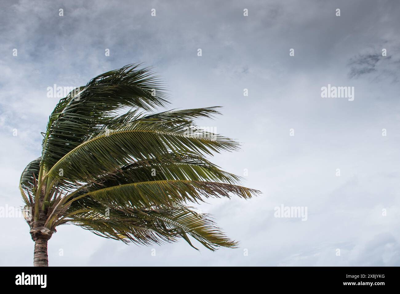 Le palme soffiano in caso di vento, maltempo, uragano in una posizione fronte spiaggia tropicale caraibica. Turbolento schema di inclement nelle Isole Cayman Foto Stock