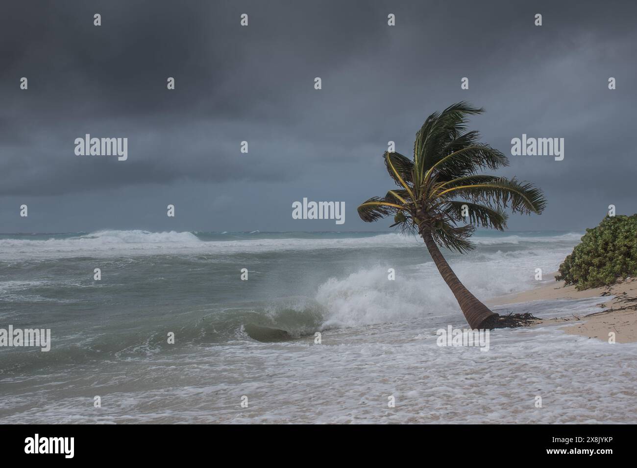 Le palme soffiano in caso di vento, maltempo, uragano in una posizione fronte spiaggia tropicale caraibica. Turbolento schema di inclement nelle Isole Cayman Foto Stock