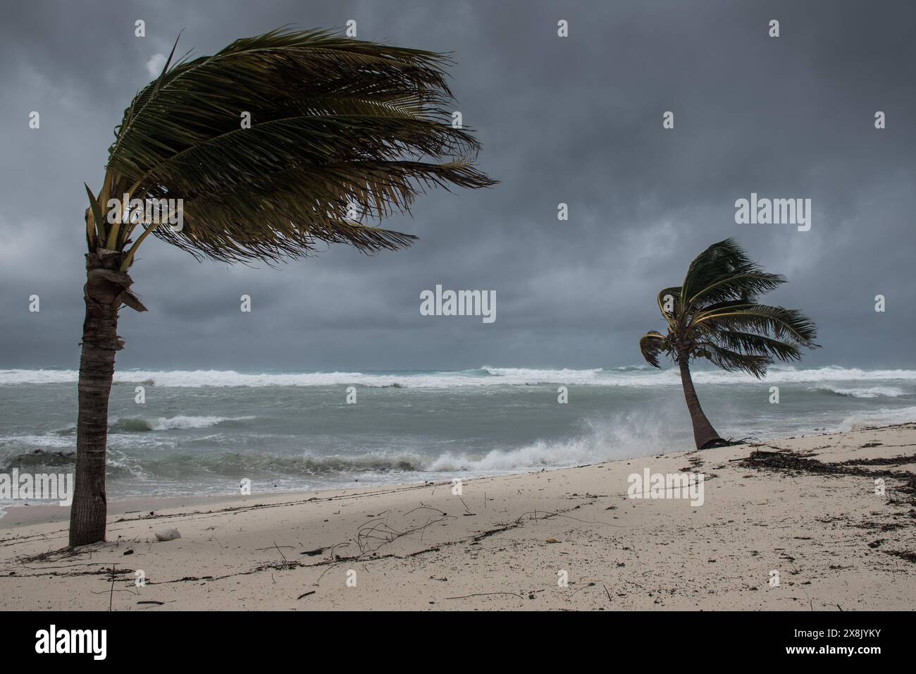 Le palme soffiano in caso di vento, maltempo, uragano in una posizione fronte spiaggia tropicale caraibica. Turbolento schema di inclement nelle Isole Cayman Foto Stock