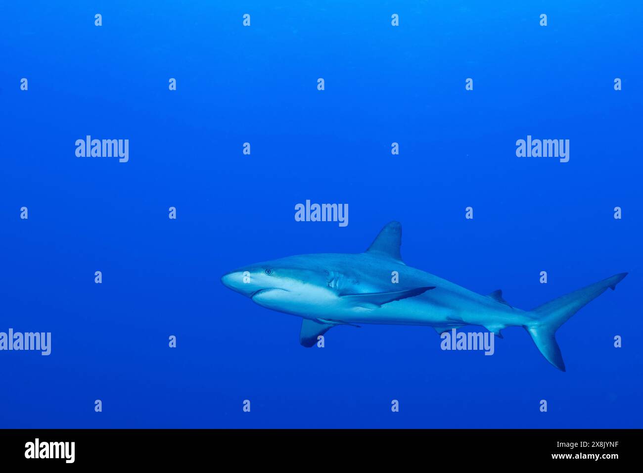 Uno squalo adulto della barriera corallina caraibica che pattuglia le acque blu profonde. Questi predatori apicali sono imperativi per gestire un ecosistema sano Foto Stock