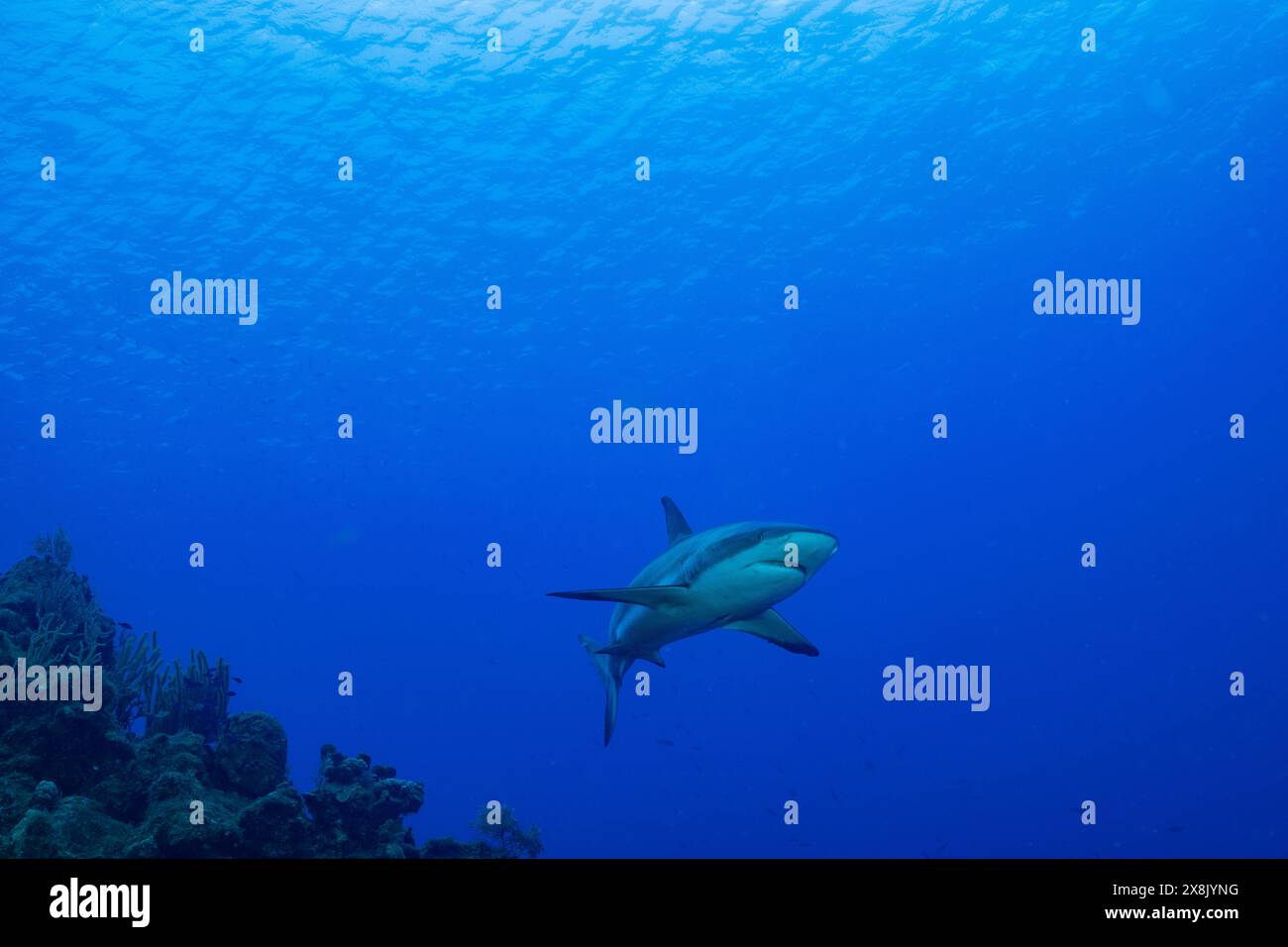 Uno squalo adulto della barriera corallina caraibica che pattuglia le acque blu profonde. Questi predatori apicali sono imperativi per gestire un ecosistema sano Foto Stock