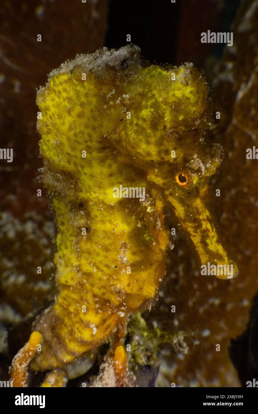 Un simpatico cavalluccio marino giallo che si è attaccato alla barriera corallina usando la sua potente coda. Queste affascinanti creature sono a casa nei Caraibi tropicali Foto Stock