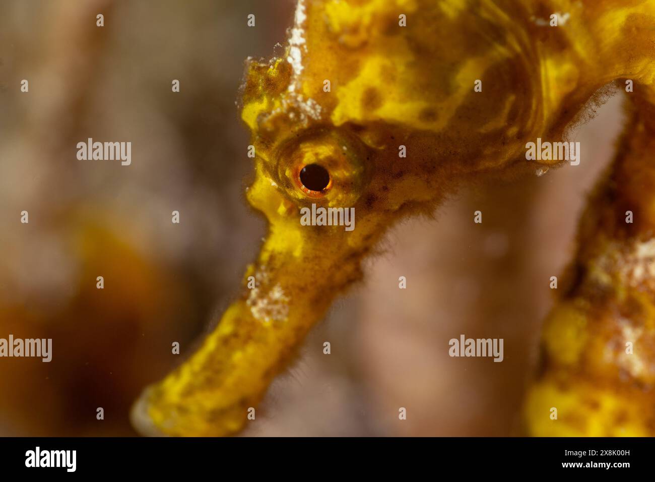 Un simpatico cavalluccio marino giallo che si è attaccato alla barriera corallina usando la sua potente coda. Queste affascinanti creature sono a casa nei Caraibi tropicali Foto Stock