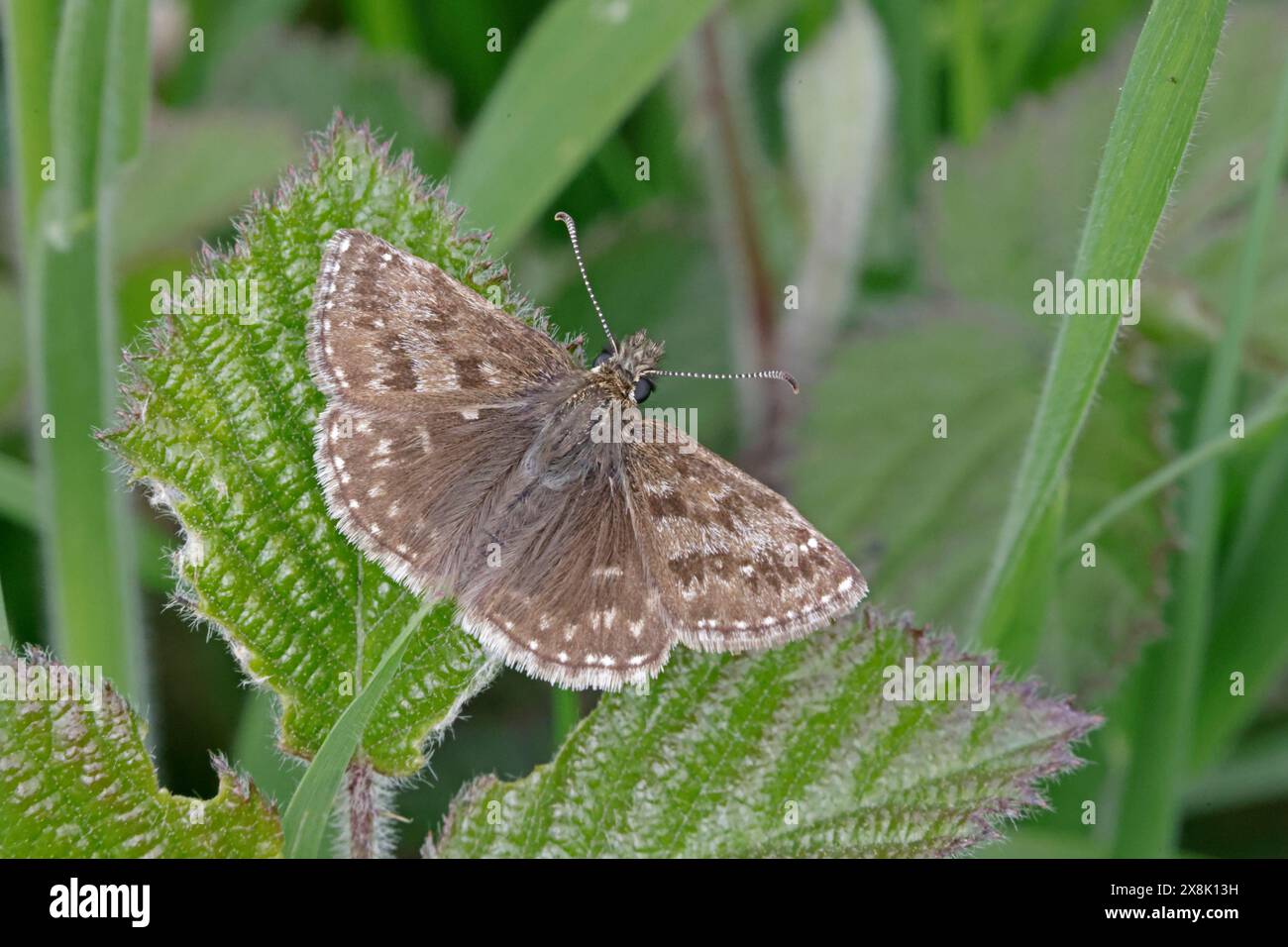 Dingy Skipper nel Cotswolds Gloucestershire Regno Unito Foto Stock