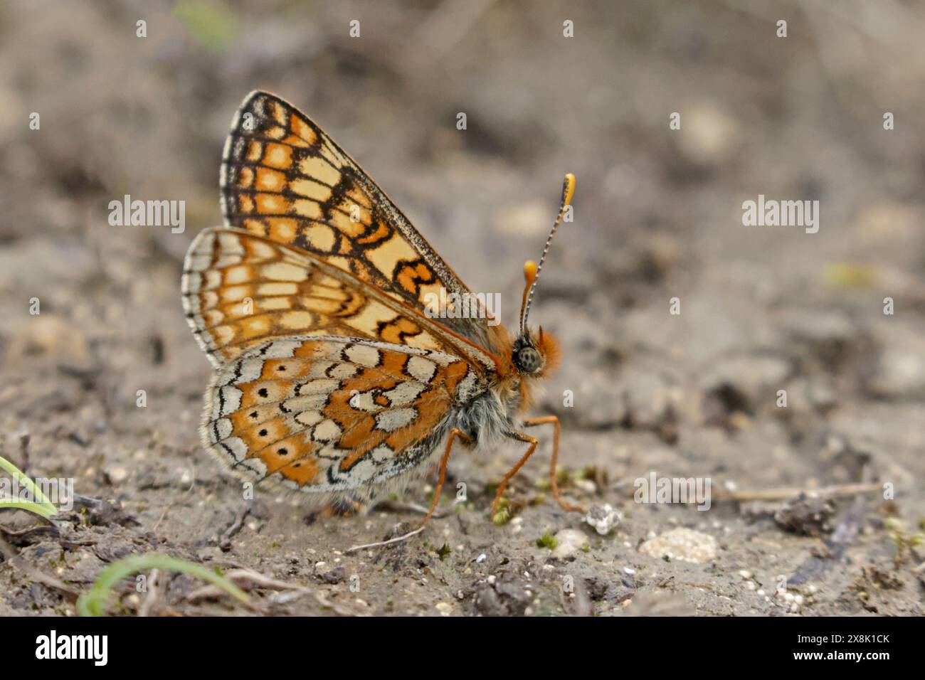 Marsh Fritillary Butterfly nel Cotswolds Gloucestershire Regno Unito Foto Stock