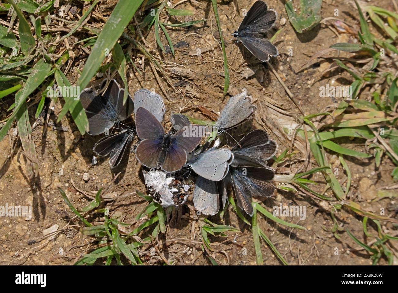 Piccole farfalle blu che cercano sale nel Cotswolds Gloucestershire Regno Unito Foto Stock