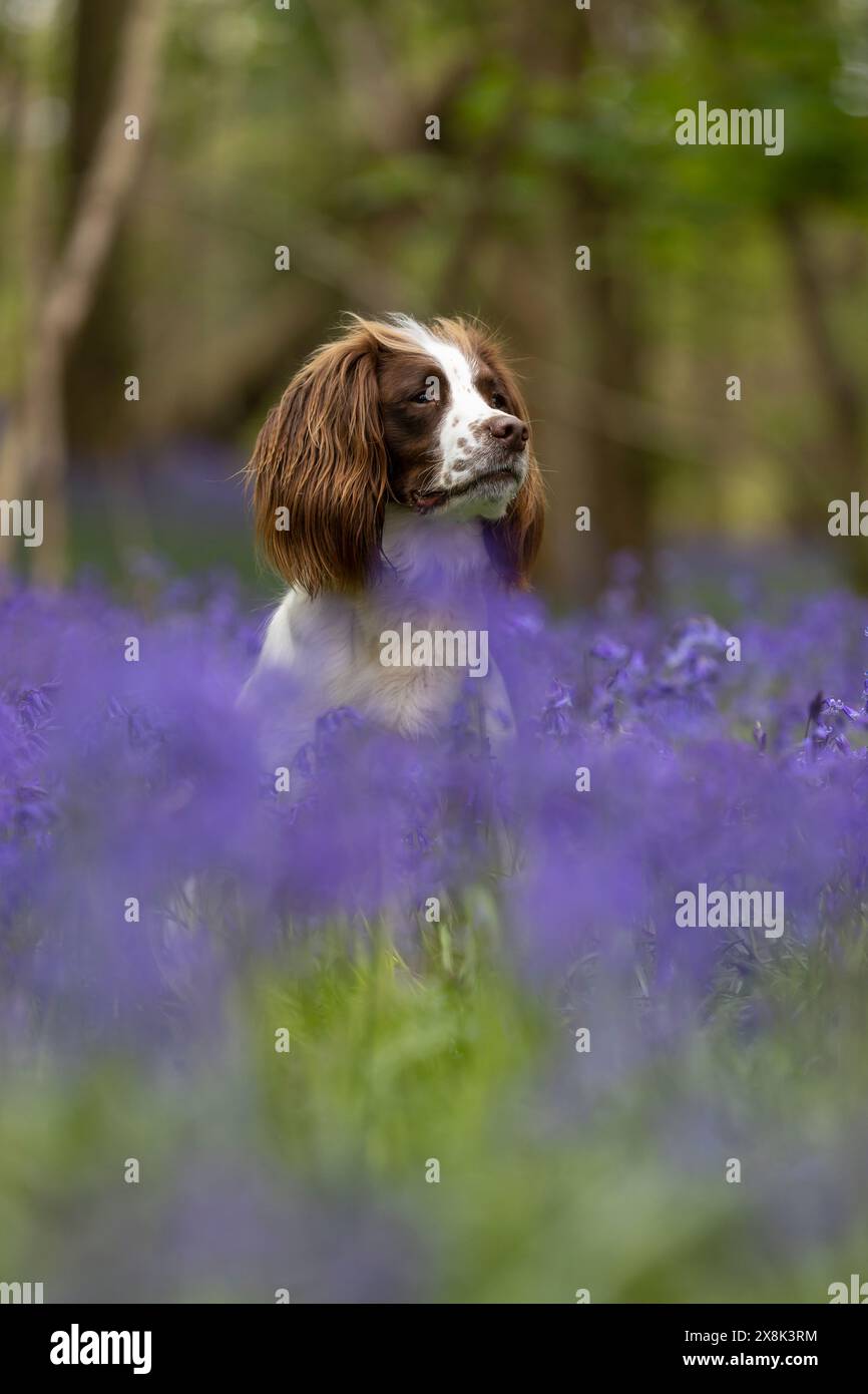 Spaniel inglese in bluebells selvaggi Foto Stock